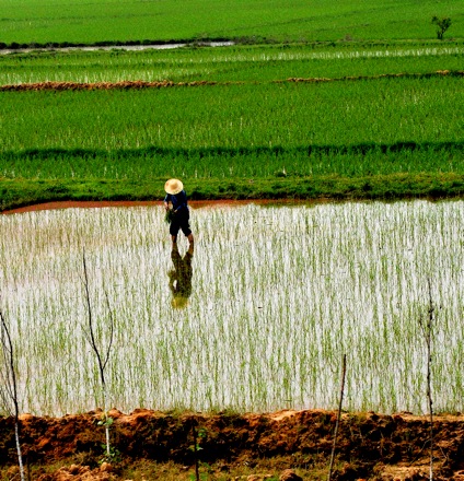 BET_7838.rice.farmer